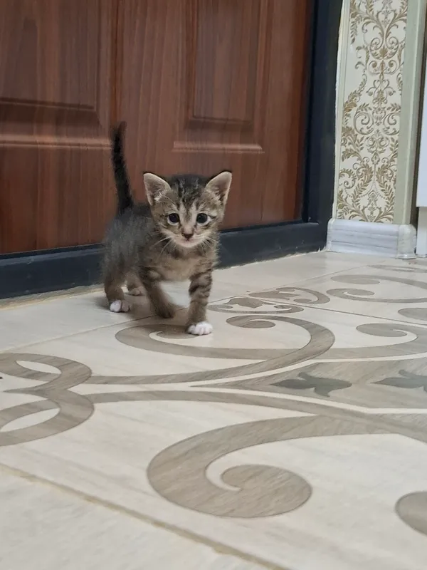 Отдам в подарок котёнка, 1 месяц, мальчик. 3 Отдам в подарок котёнка, 1 месяц, мальчик. 3