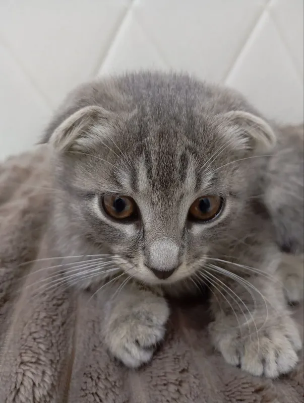 Вислоухий Скотиш — фото 3