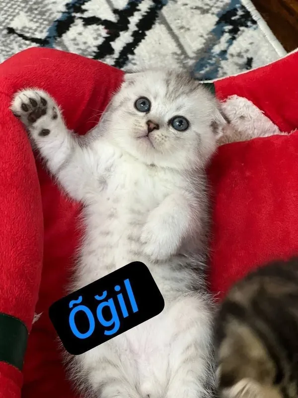 Skotish fold mushukchala скотишфолд котятя 6