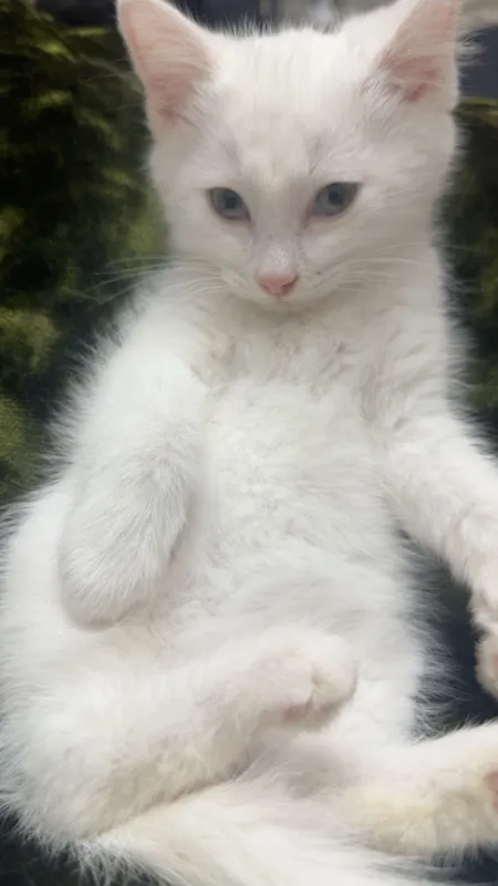 Котейки в любящую семью 3 Котейки в любящую семью 3