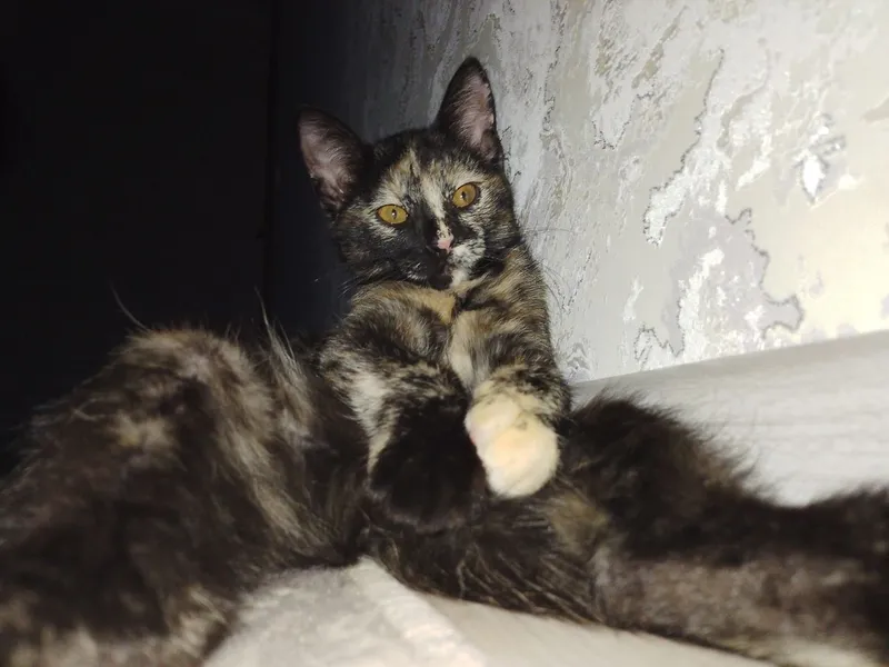 Котенок домашний отдам в хорошие руки 1 Котенок домашний отдам в хорошие руки 1