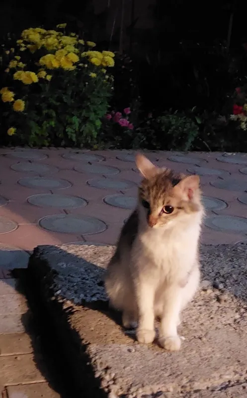 мама кошка родила 1 раз
