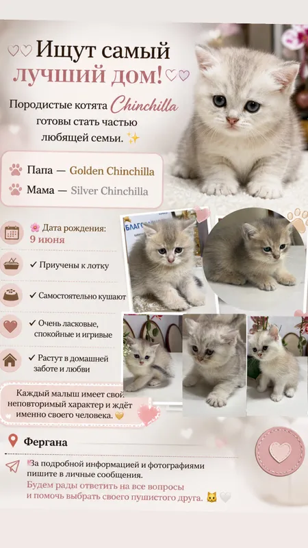 Chinshilla zotli mushukchalar 6