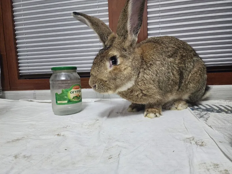 Flander quyon bolalari