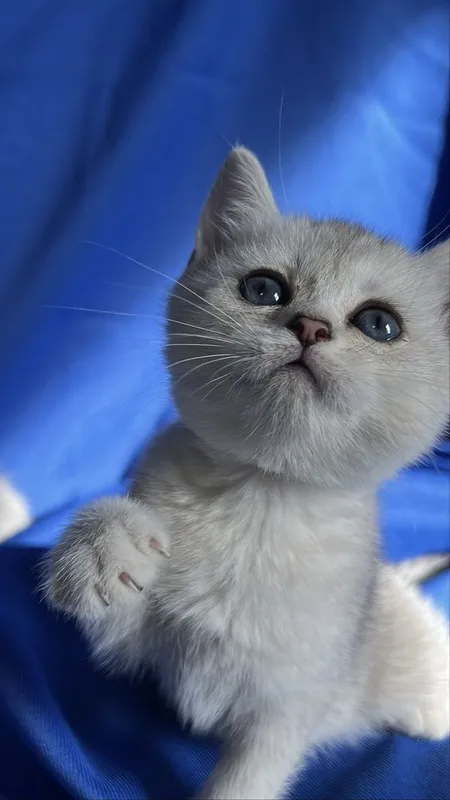 Британские короткошерстные серебристые шиншиллы — фото 1