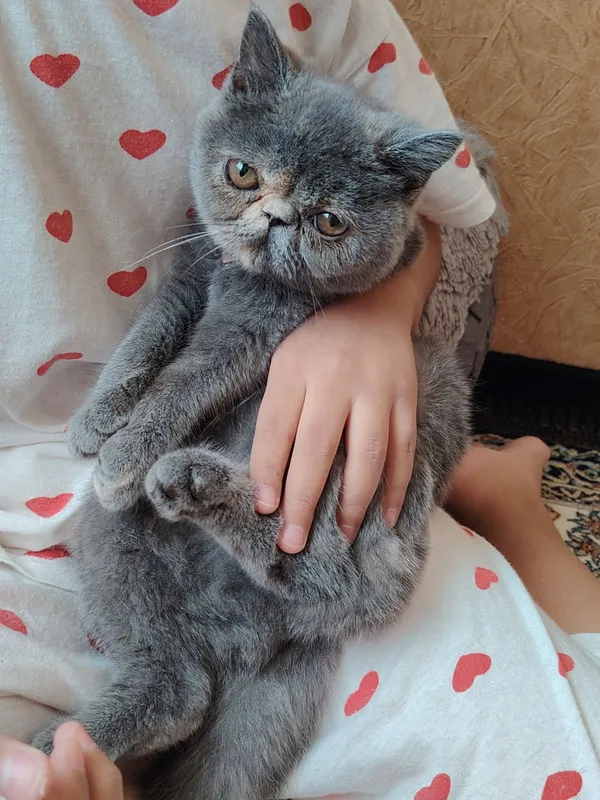Прадаю Сваю Кошка — фото 3