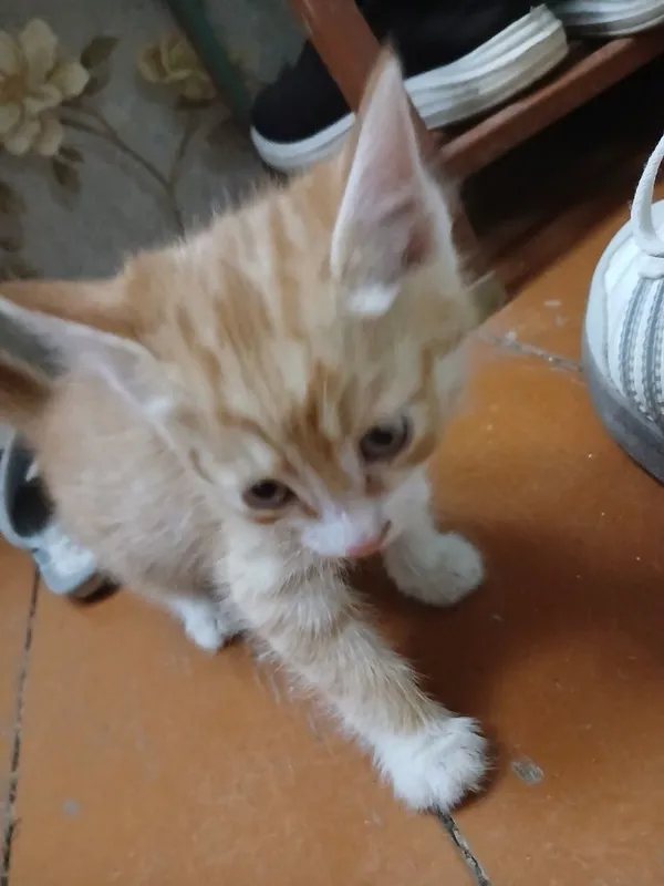 Отдам в хорошие руки котят (девочка и мальчик) — фото 1