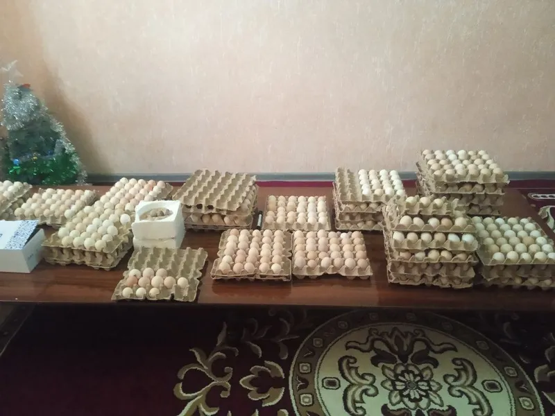 Инкуботорга куйиб жужа очириш учун — фото 2