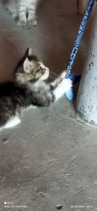 Котята в добрые руки — фото 5