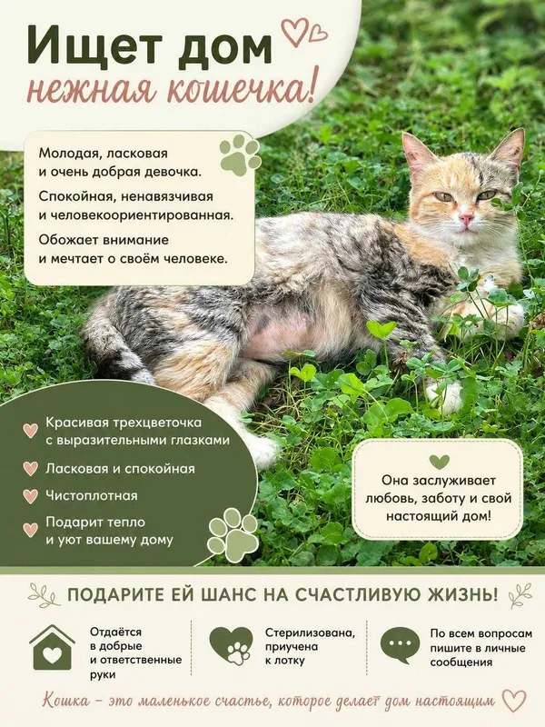Кошечка бесплатно даром Кошечка бесплатно даром