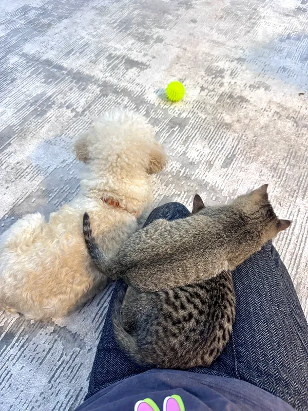 Котята тигровые , 3 месяца 5