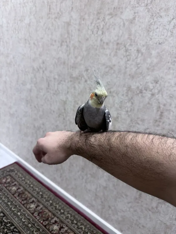 Ручный попугай корелла — фото 3