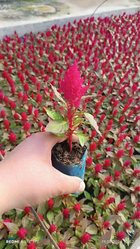 Tages, Shafran, Bananza, Salviya, Petuniya, Gultojixo’roz, Gansaliya — фото 7