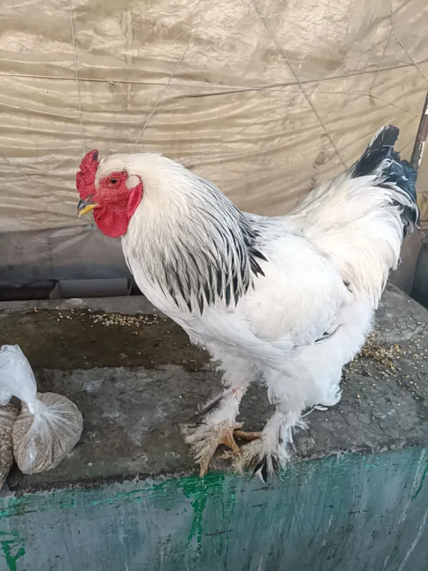brama xoʻroz yosh tovuq kormagan brama xoʻroz yosh tovuq kormagan