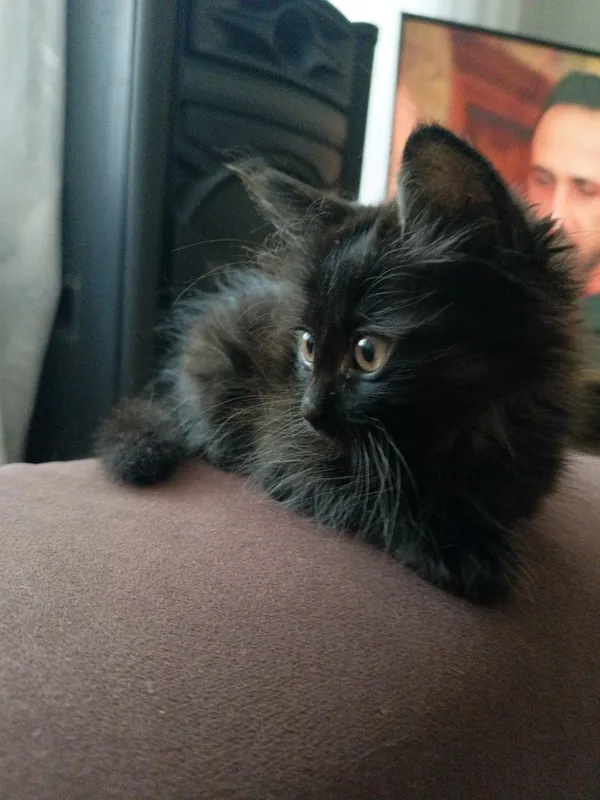Котята бесплатно — фото 1