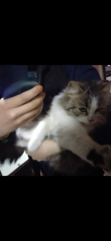 Кошка-мама и котята 3 Кошка-мама и котята 3
