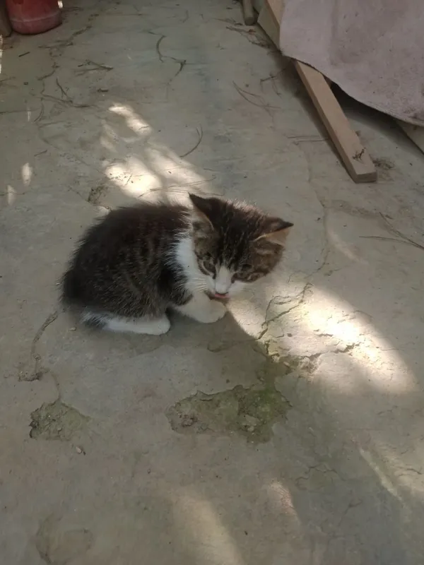 Котята 2мес.мпльчик серый,девочка черно-белая — фото 1