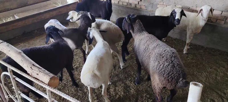 Qo'chqor barralar sotiladi 4 Qo'chqor barralar sotiladi 4