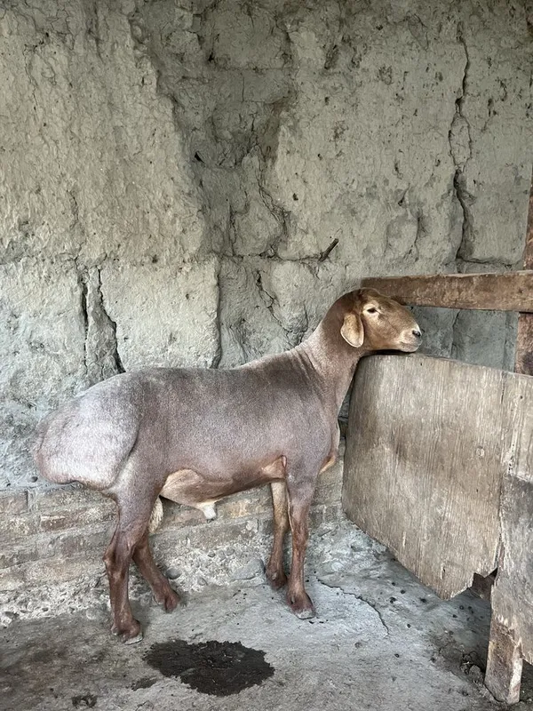 Arashan qochqor va sovluq sotiladi 3 Arashan qochqor va sovluq sotiladi 3
