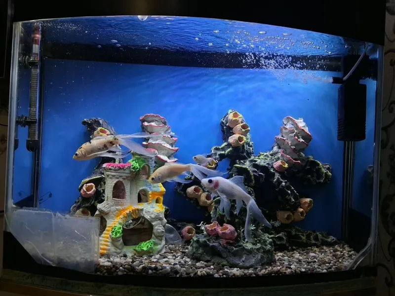 Akvarium 100l barcha jihoz va baliqlari bilan 1