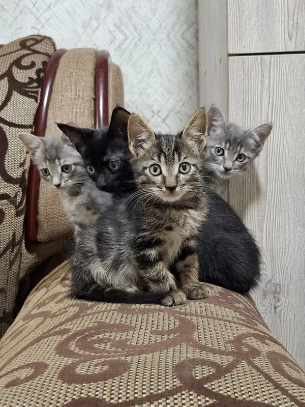 Котята здоровые для хороших рук 1 Котята здоровые для хороших рук 1