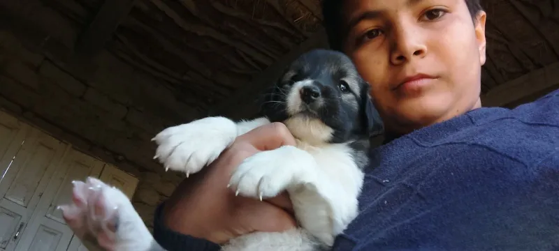 Kuchukchalar zoti dalmador tekinga berami 2 Kuchukchalar zoti dalmador tekinga berami 2