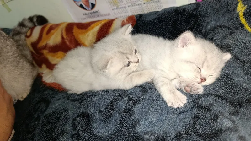 Продаётся котёнок 2 Продаётся котёнок 2