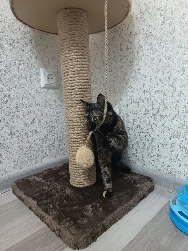 Пристратвается кошка в добрые руки 3 Пристратвается кошка в добрые руки 3