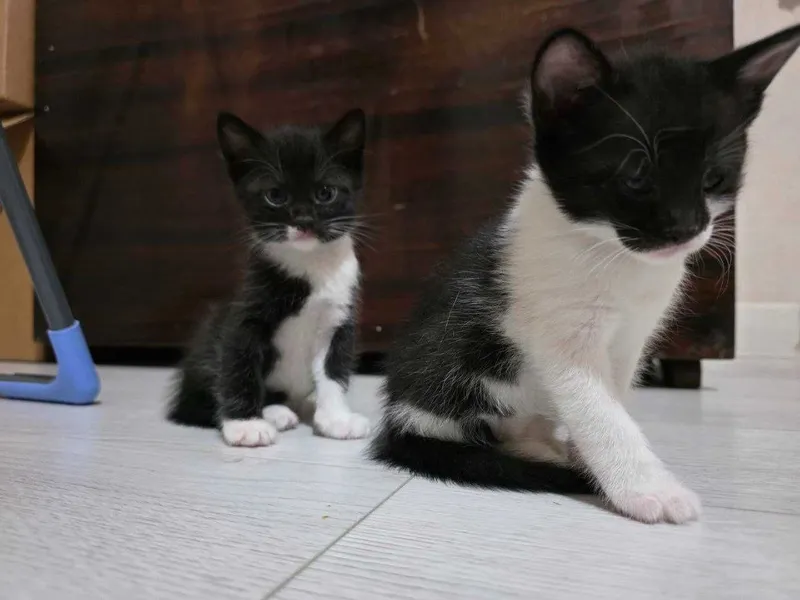 Отдам кошечку и котят в хорошие руки. Домашние, чистые , здоровые — фото 5