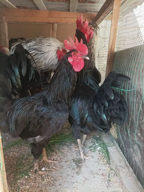 Xoroz sotiladi zotli