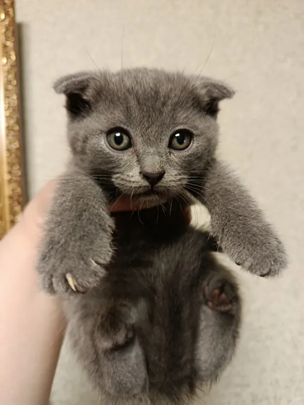 Котята продаются 1 Котята продаются 1