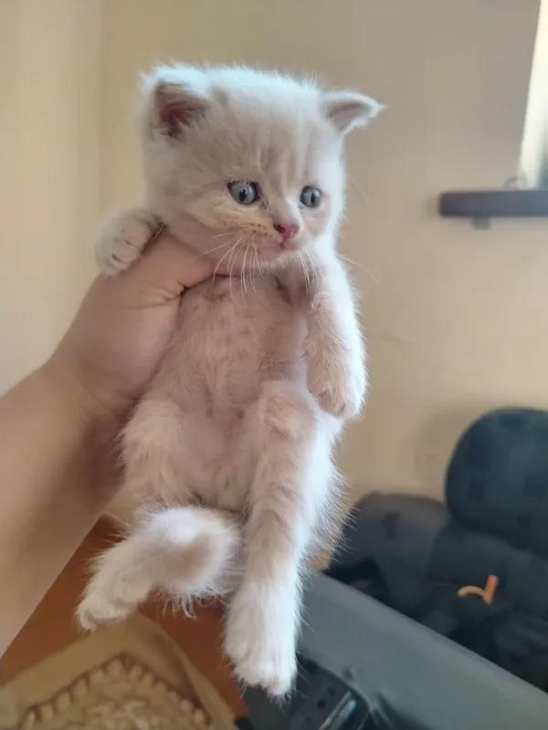 Продаются котята 1
