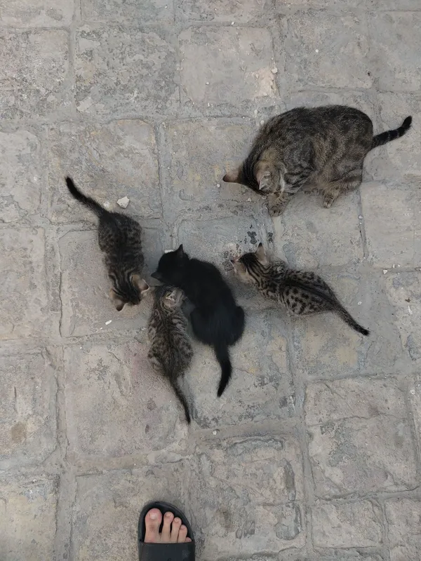 Котята отдам в добрые руки — фото 2