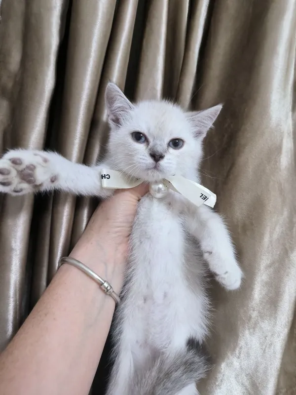Прекрасные котята скотишь страйт золотая шиншилла 3 Прекрасные котята скотишь страйт золотая шиншилла 3