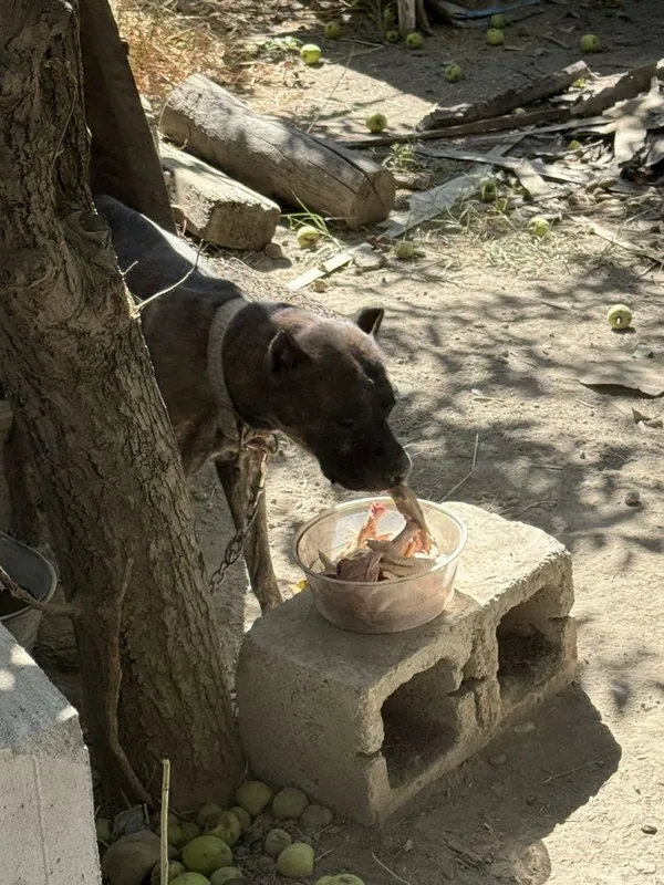 Pit bul bachalari onasi bilan sotiladi aqili 5