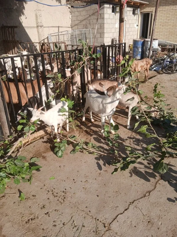 Echki bolasi sotiladi 8 Echki bolasi sotiladi 8