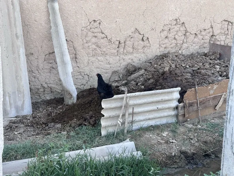 Tovuq xorozla sotiladi 2 Tovuq xorozla sotiladi 2