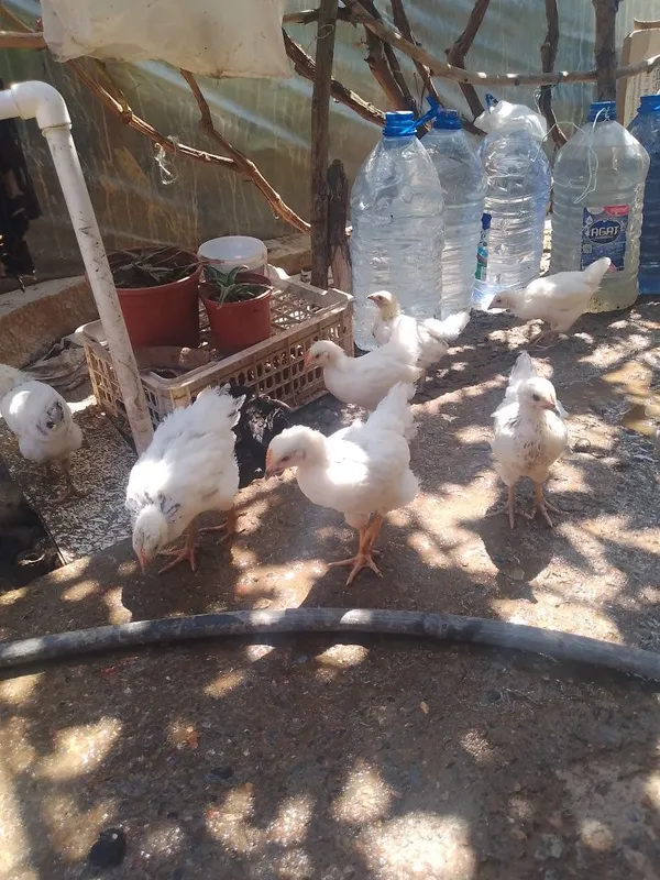 Adler serebro joʻjala sotiladi 1 Adler serebro joʻjala sotiladi 1