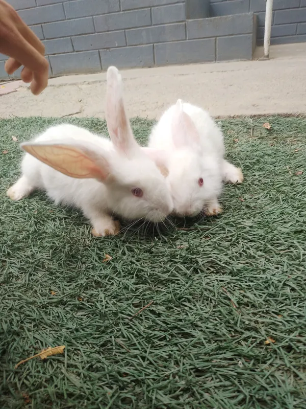 sog'lom narxi 85 mingdan donasi, zoti toza albinos — фото 3