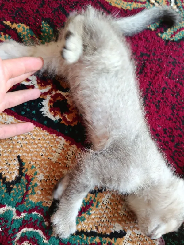 Metis mushuk bolasi 4 Metis mushuk bolasi 4