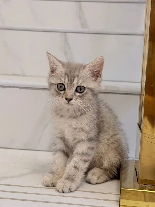 Продам четырёх котят 3 Продам четырёх котят 3