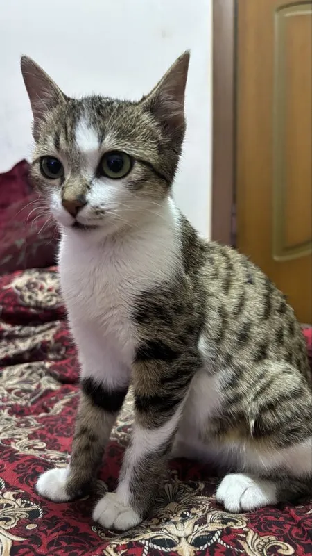 Котенок 4месяцев — фото 2