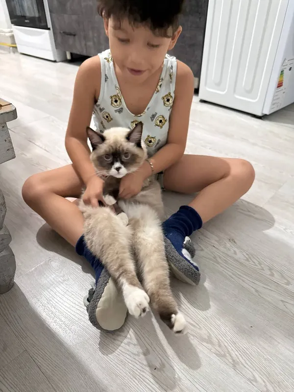 кошка 1