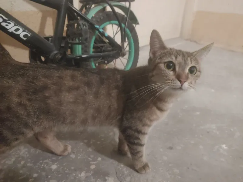 Пристраивается кошка и ее котята 1 Пристраивается кошка и ее котята 1