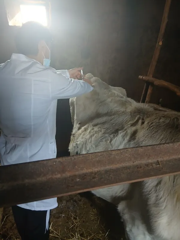 Veterinariya xizmati ветеринария хизмати Хадамоти ветеринарӣ — фото 3
