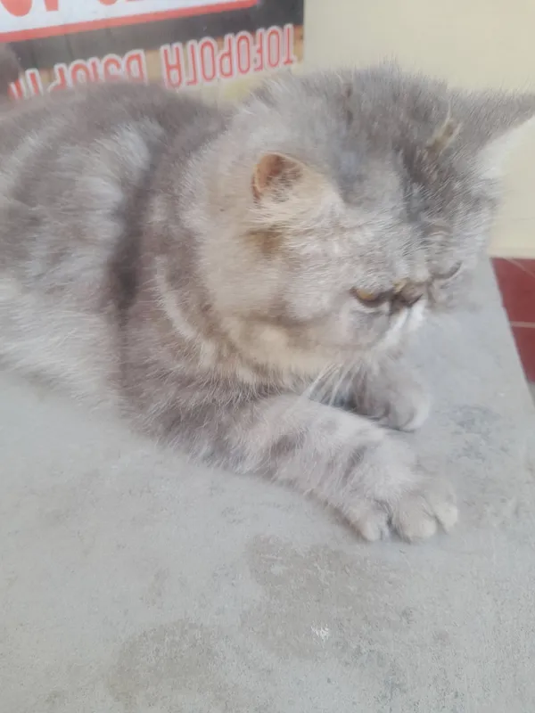 Кошка персинское — фото 3