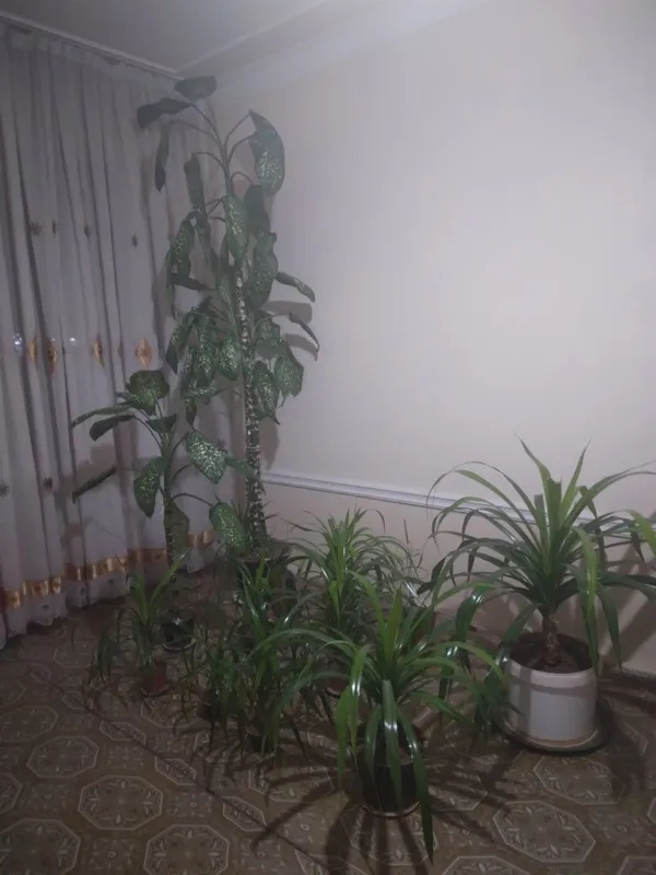 Гуллар,хаммасига 150$