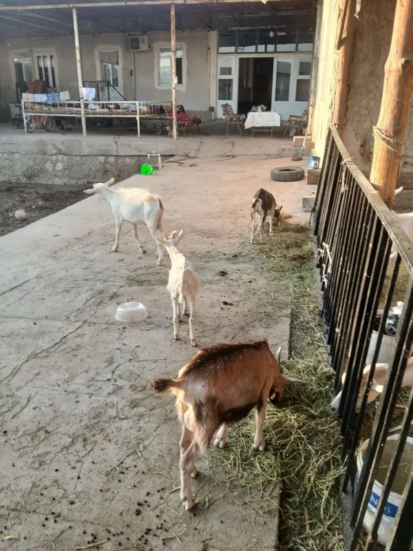 Echki bolasi sotiladi 1 Echki bolasi sotiladi 1