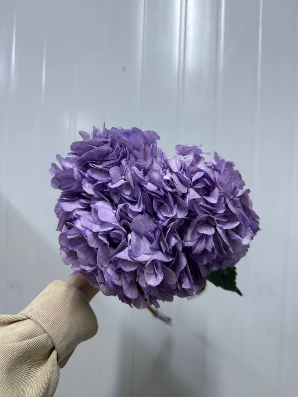Гортензии новая поставка!! — фото 2
