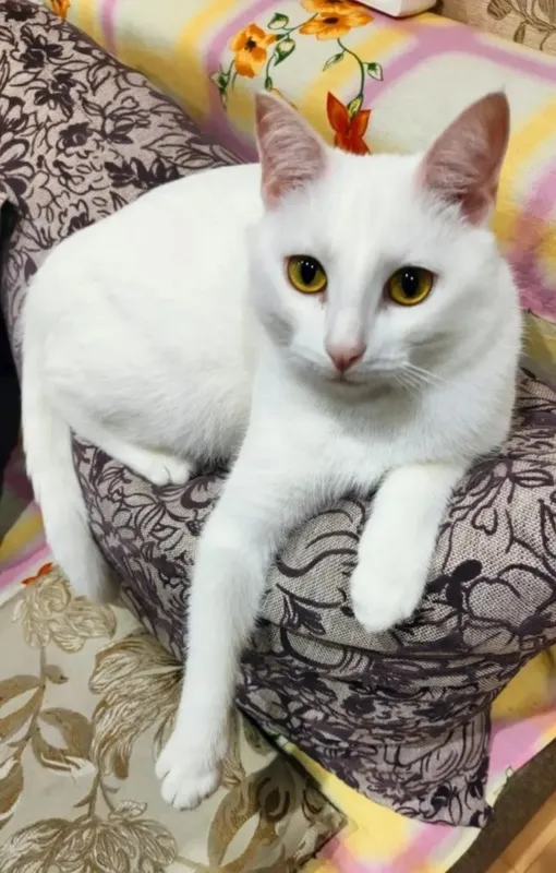 Пристраивается котик,около года